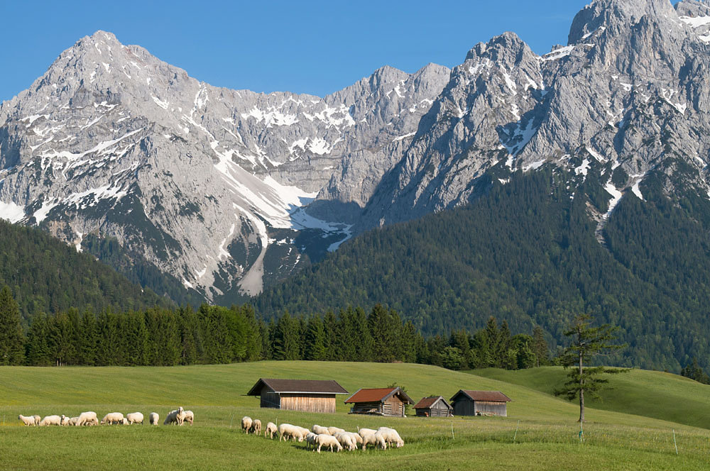 mittenwalder-buckelwiesen.jpg